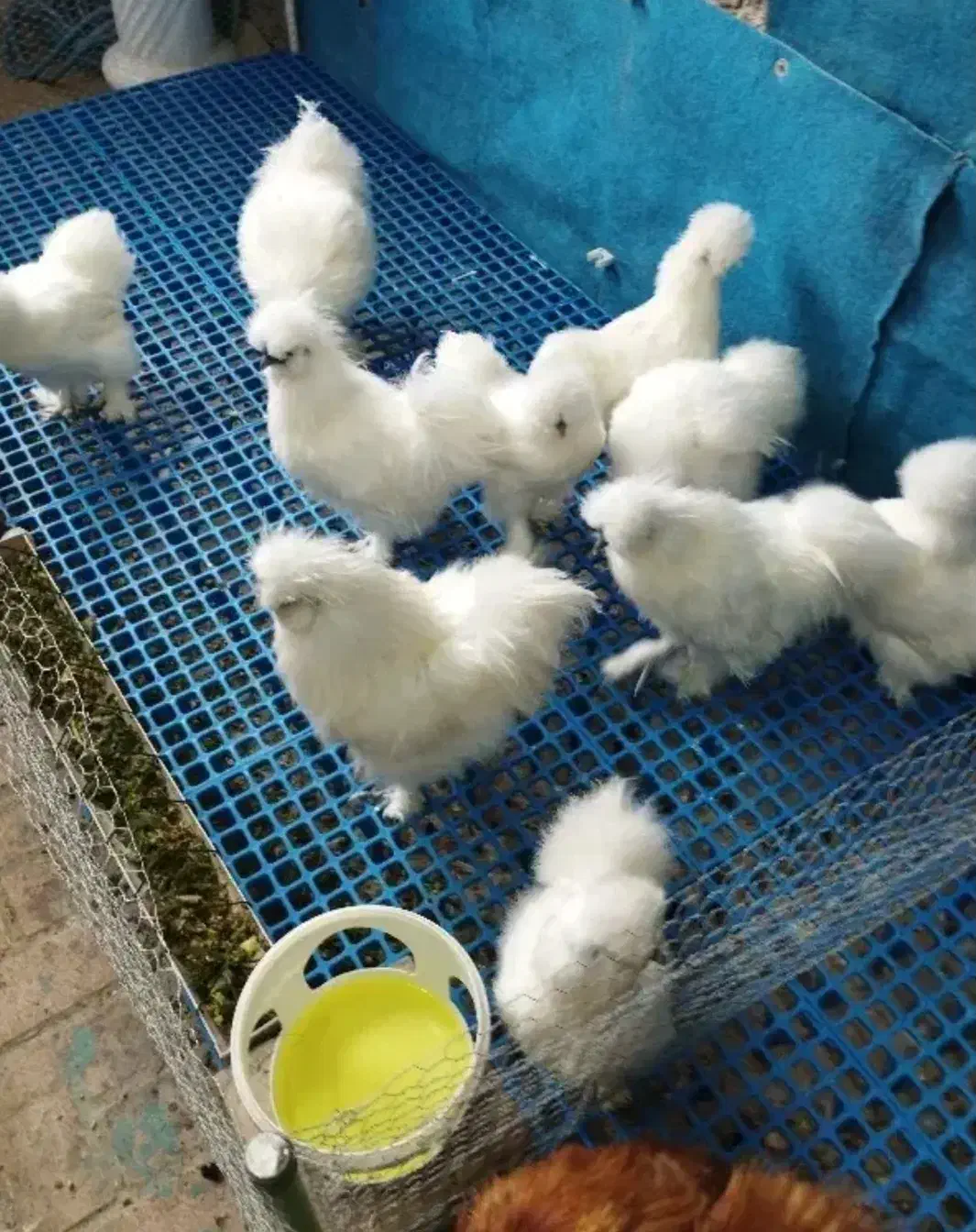 مولد ابریشمی وارداتی|حیوانات مزرعه|اردبیل, |دیوار