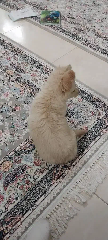 سگ خونگی|سگ|برخوار, |دیوار