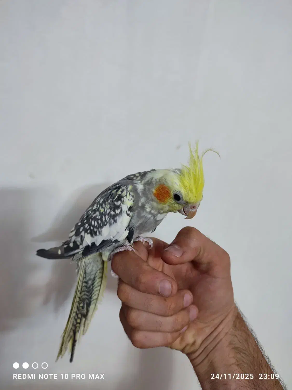 عروس هلندی اهلی دوکت|پرنده|تبریز, |دیوار