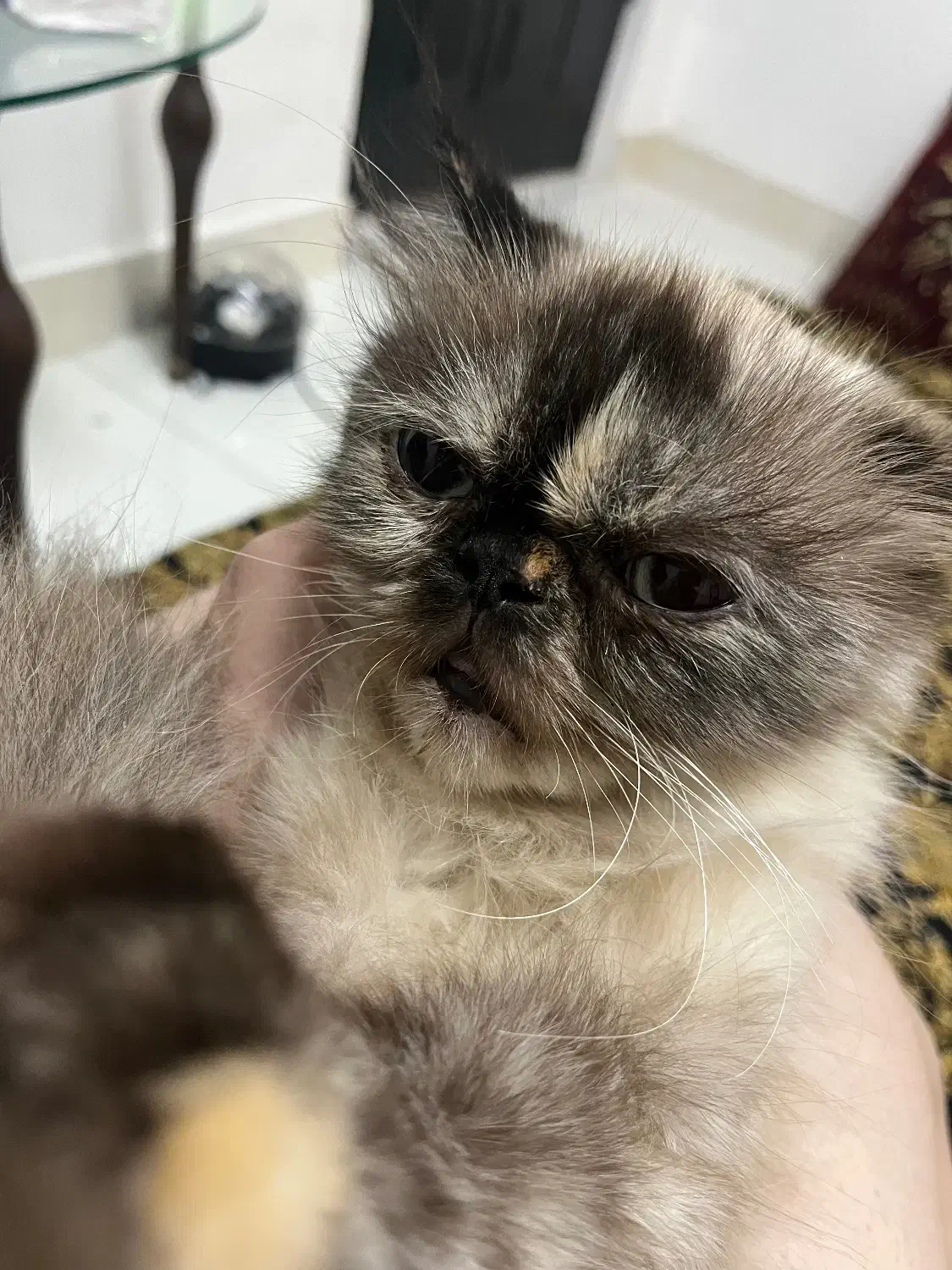 گربه نژاد هیمالین|گربه|رشت, توشیبا|دیوار