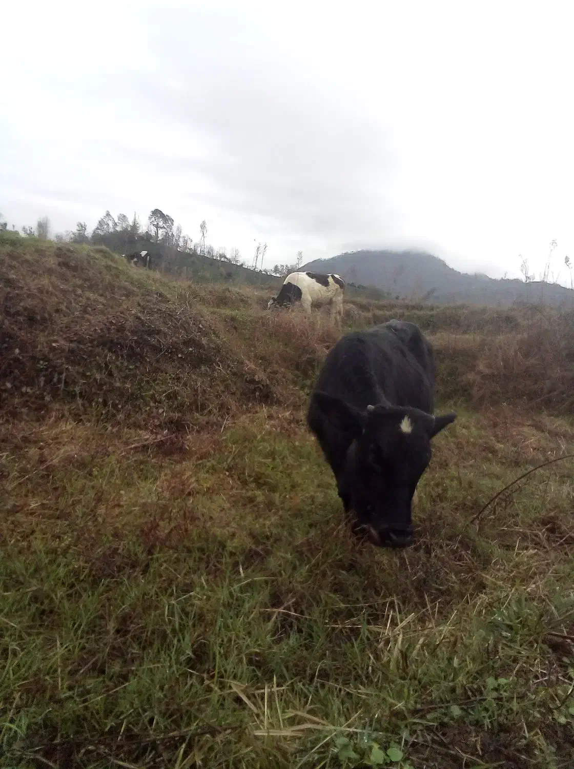 گاو نر|حیوانات مزرعه|رانکوه, |دیوار