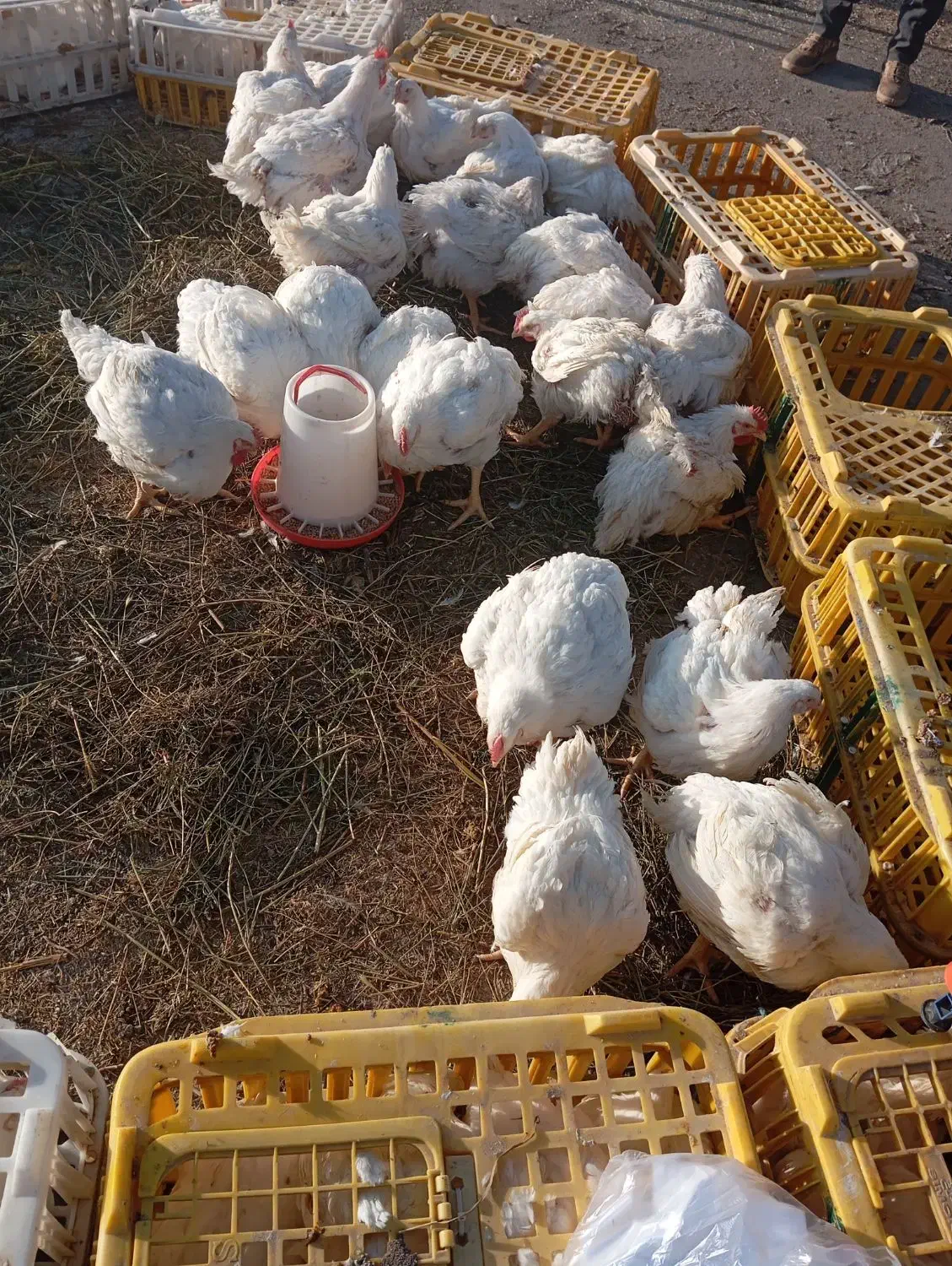 مرغ گوشتی و محلی|حیوانات مزرعه|سیلوانه, |دیوار