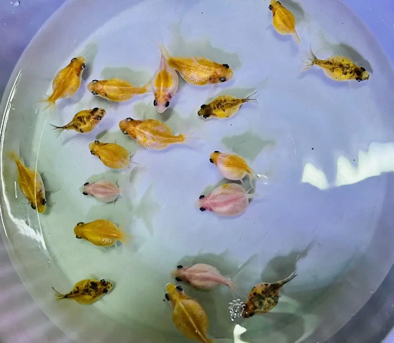 ماهی زینتی گیاهخوار کوثر|ماهی|مشهد, کوثر|دیوار