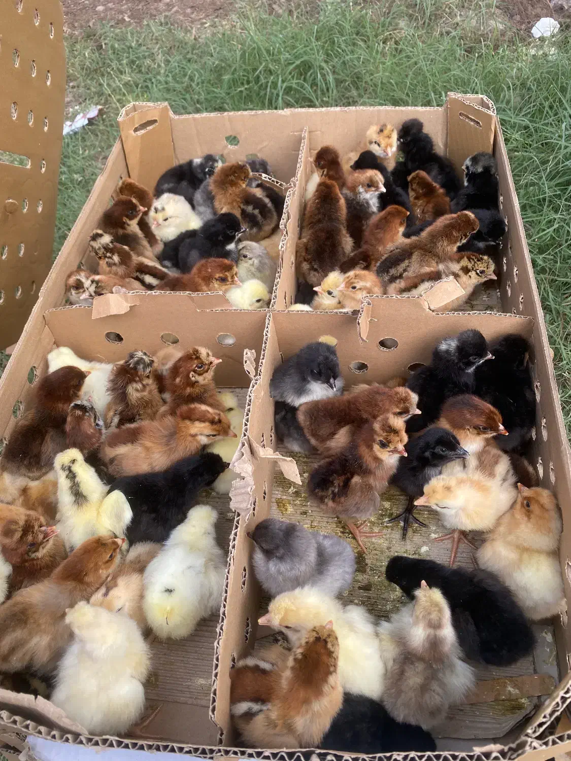 جوجه تحویل ۷۲ تن|حیوانات مزرعه|قم, پاسدار|دیوار