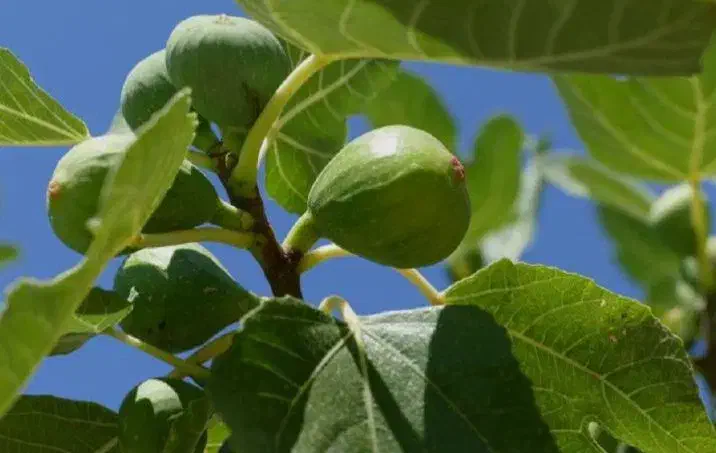 نهال انجیر باکیفیت اصلاح شده|خدمات باغبانی و درختکاری|سپیدان, |دیوار