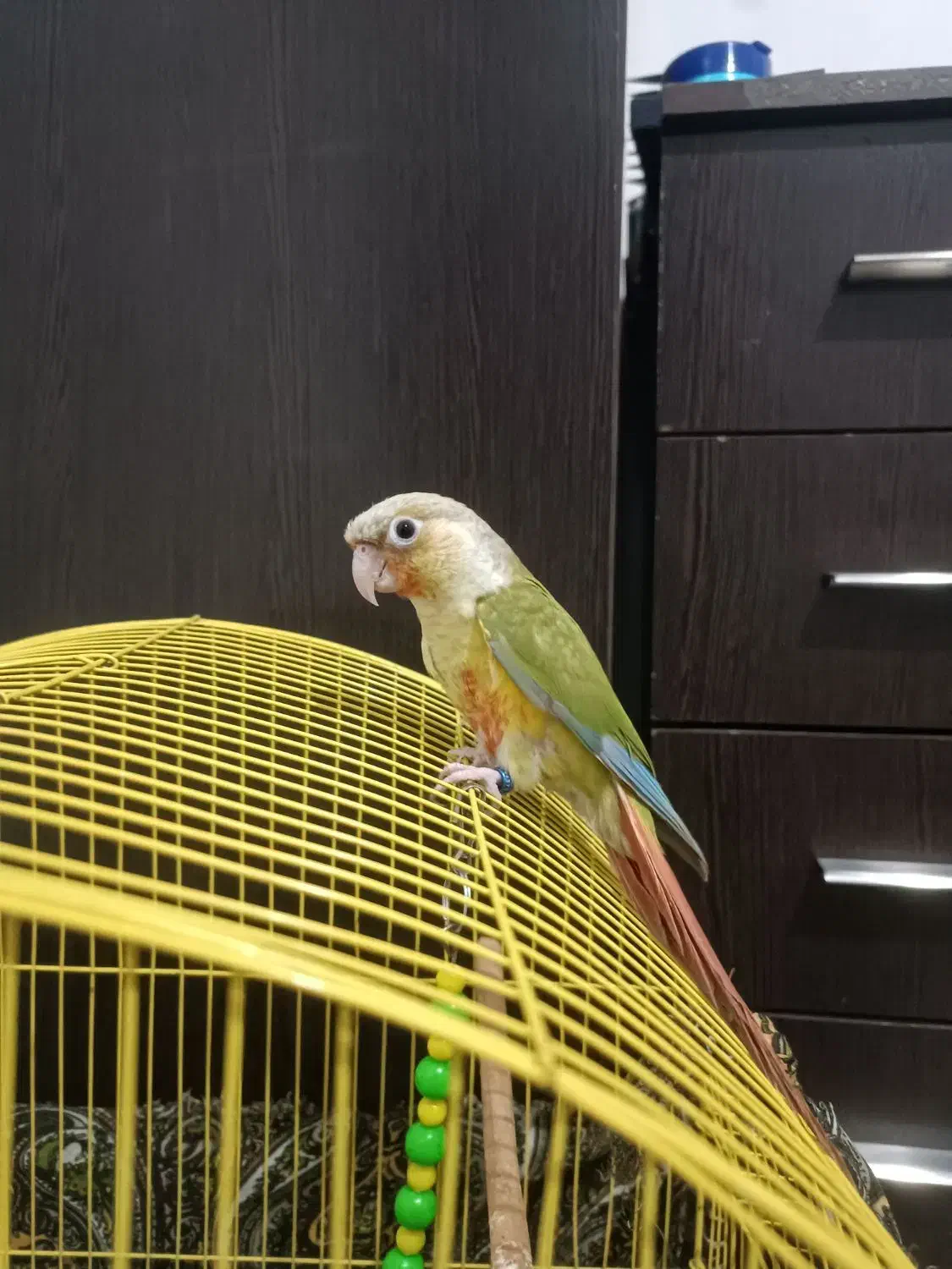 طوطی گیرینجیک|پرنده|نوشین شهر, |دیوار