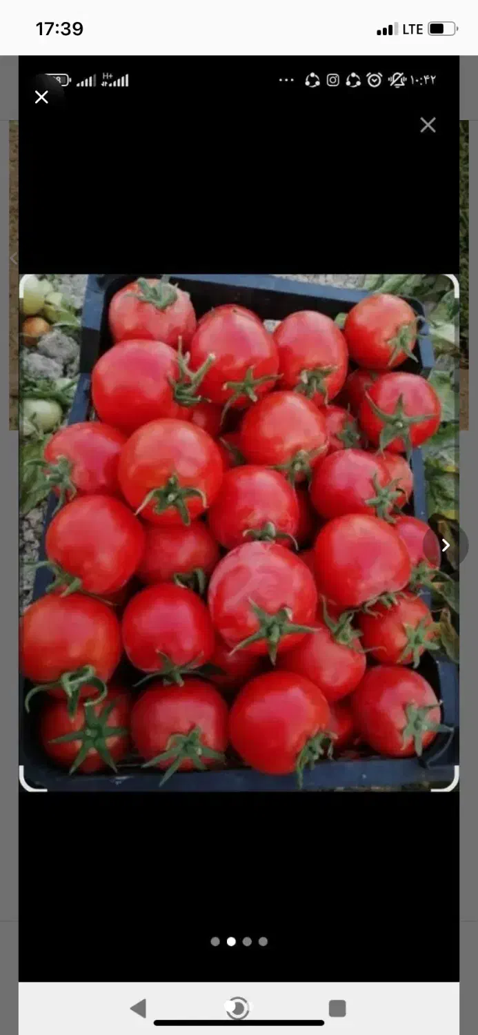 گوجه ربی|خوردنی و آشامیدنی|بروجن, |دیوار