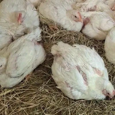 مرغ گوشتی|حیوانات مزرعه|تایباد, |دیوار