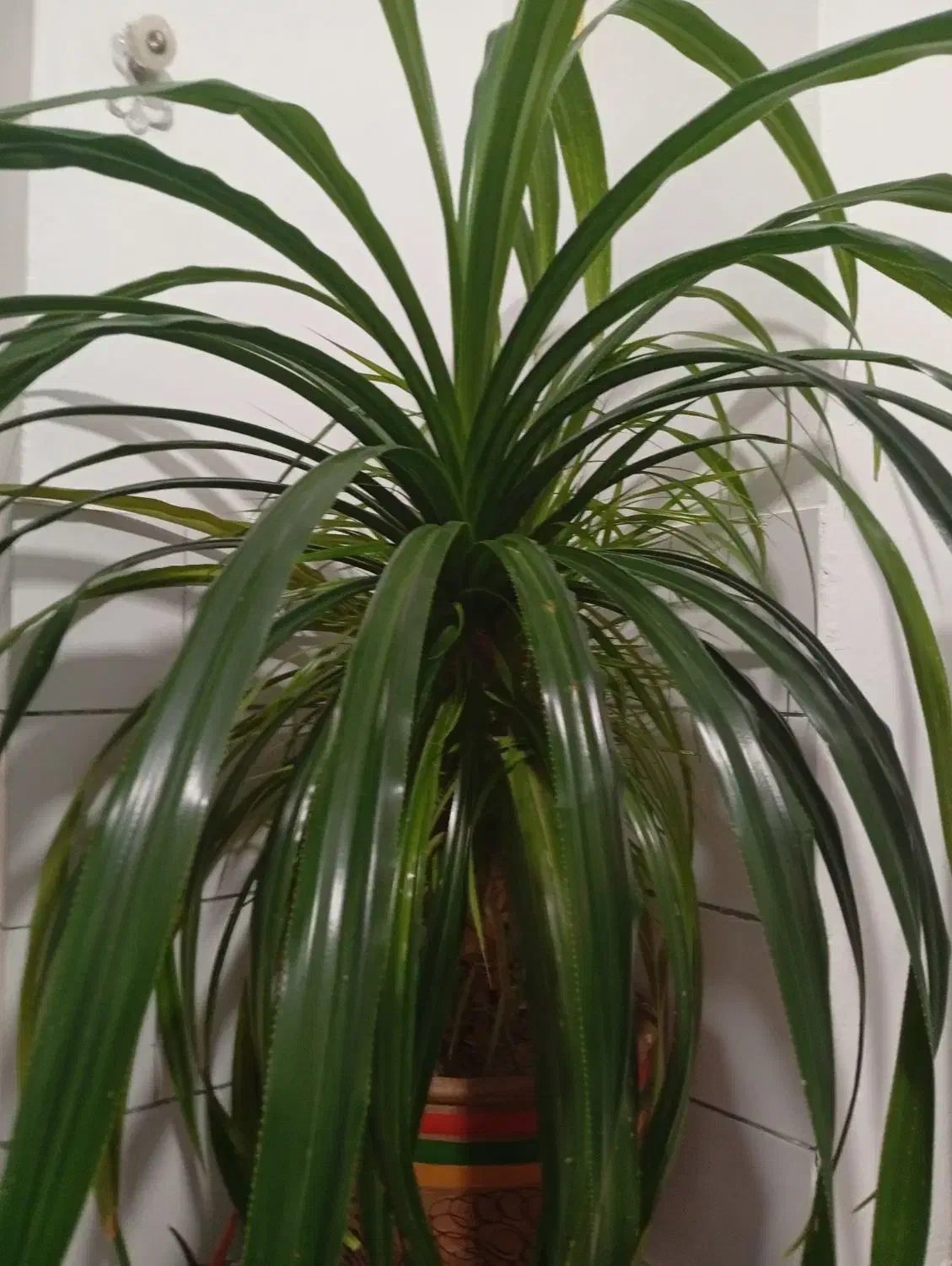 گل پاندانوس 20 ساله بزرگ و فیکوس ابلغ|گل و گیاه طبیعی|کرمان, |دیوار