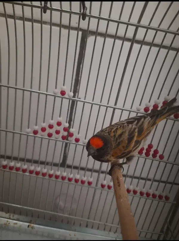 جوجه گلبسر و سهره|پرنده|فسا, |دیوار