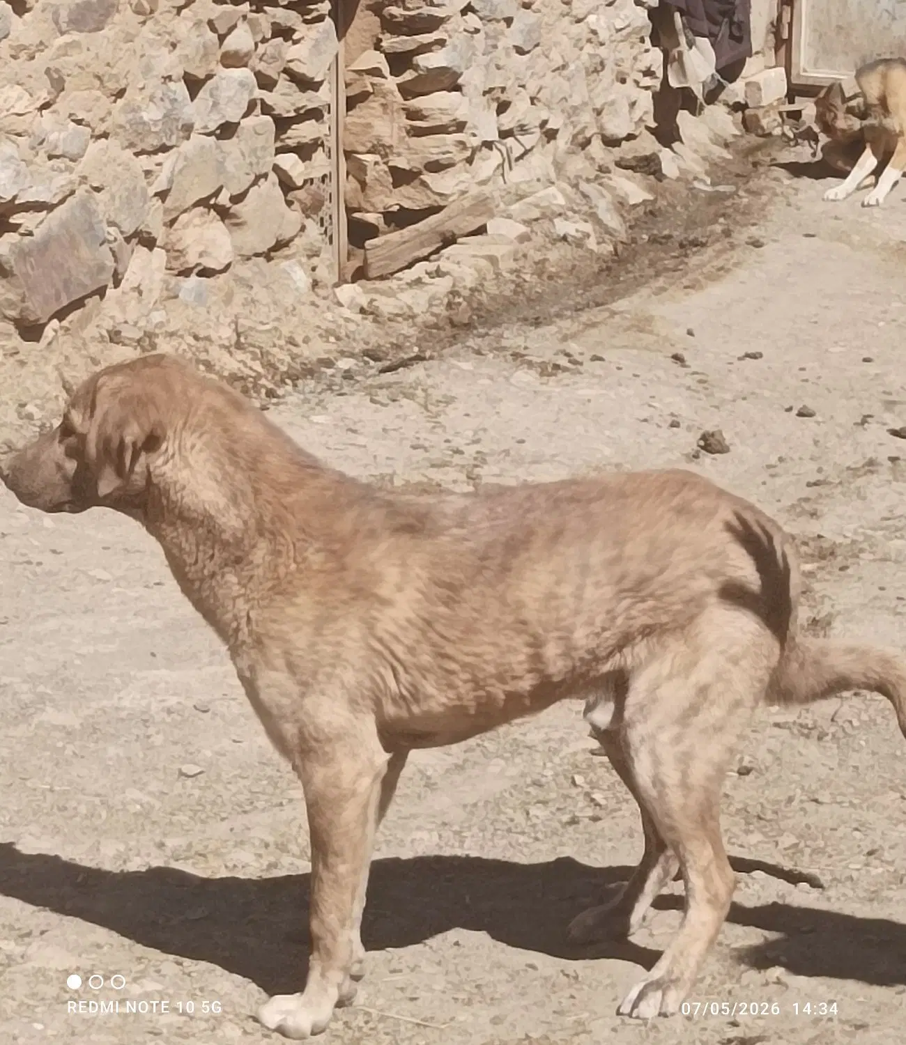 سگ دو رگه|سگ|تویسرکان, |دیوار