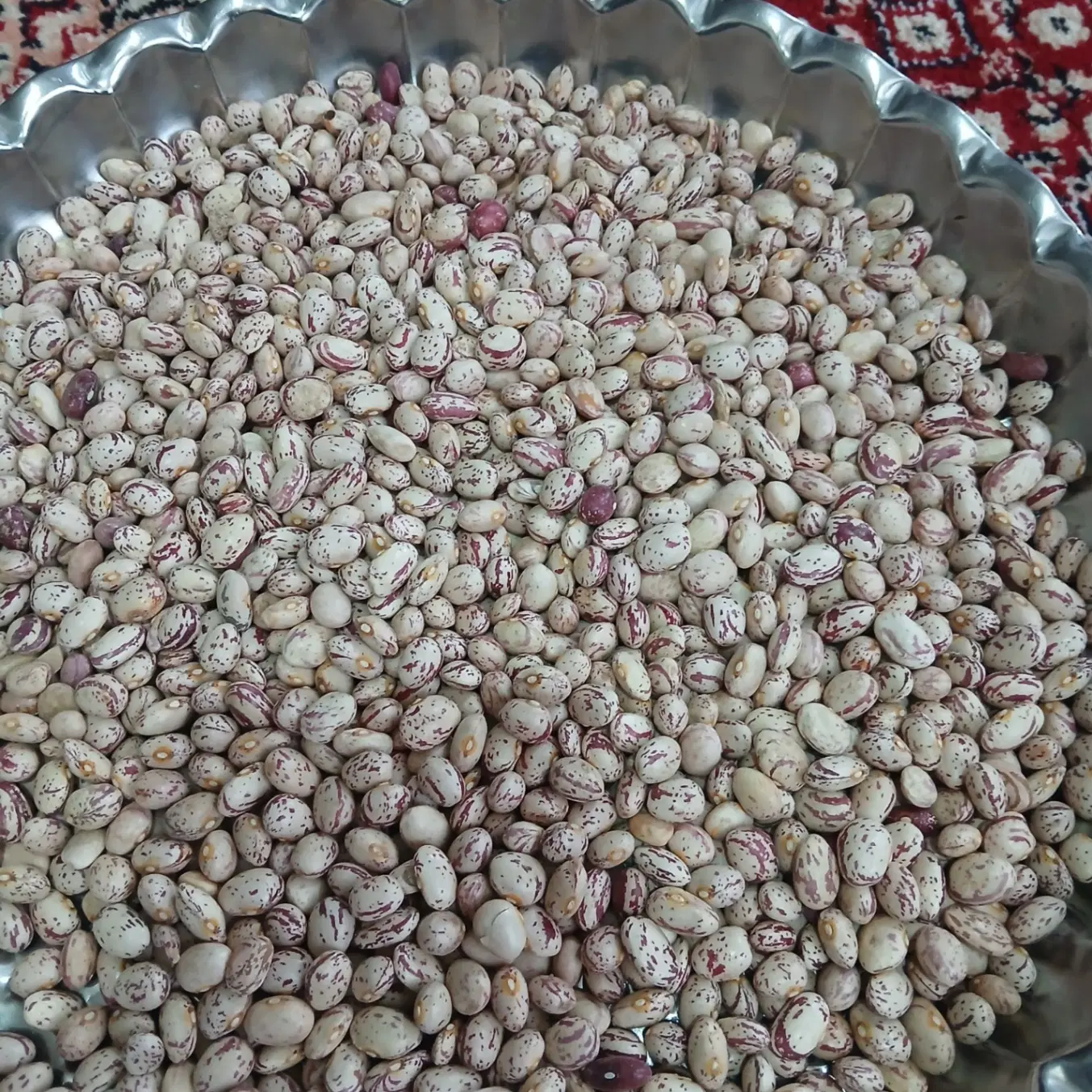 لوبیا چیتی|خوردنی و آشامیدنی|گرمدره, |دیوار