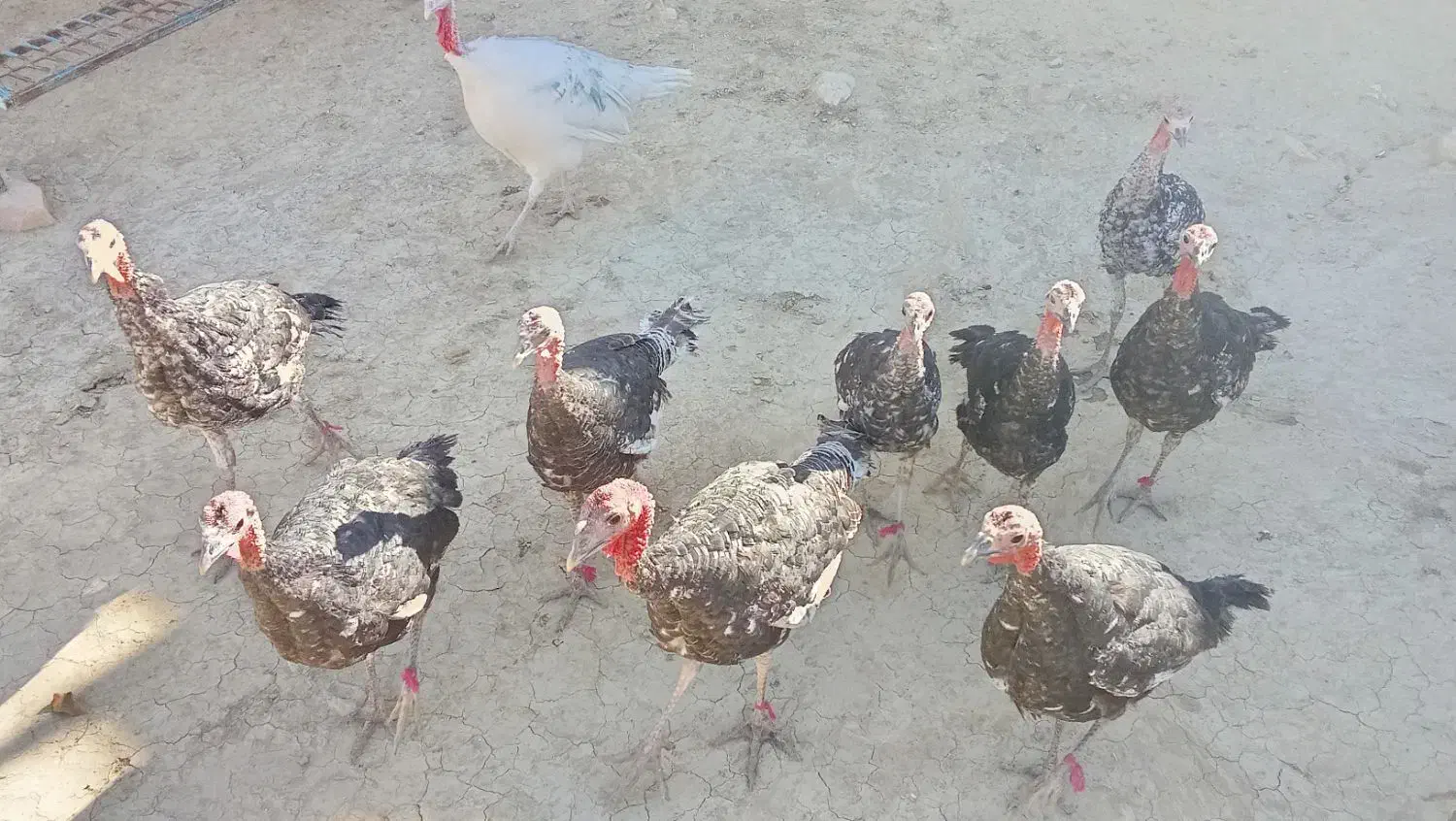 آقای پوریا|پرنده|دیشموک, |دیوار