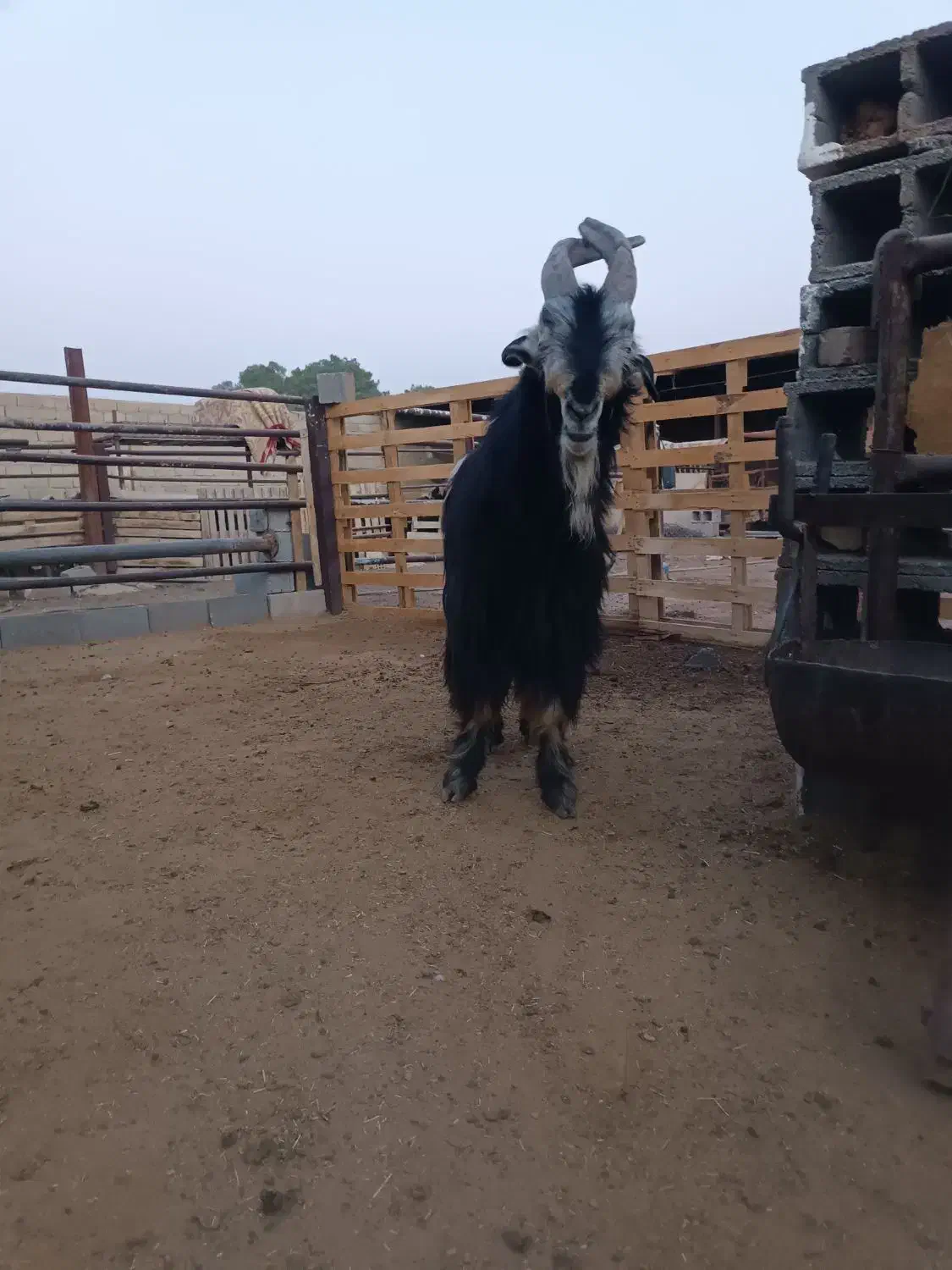 پازن جفت شاخ|حیوانات مزرعه|شیراز, بید زرد|دیوار