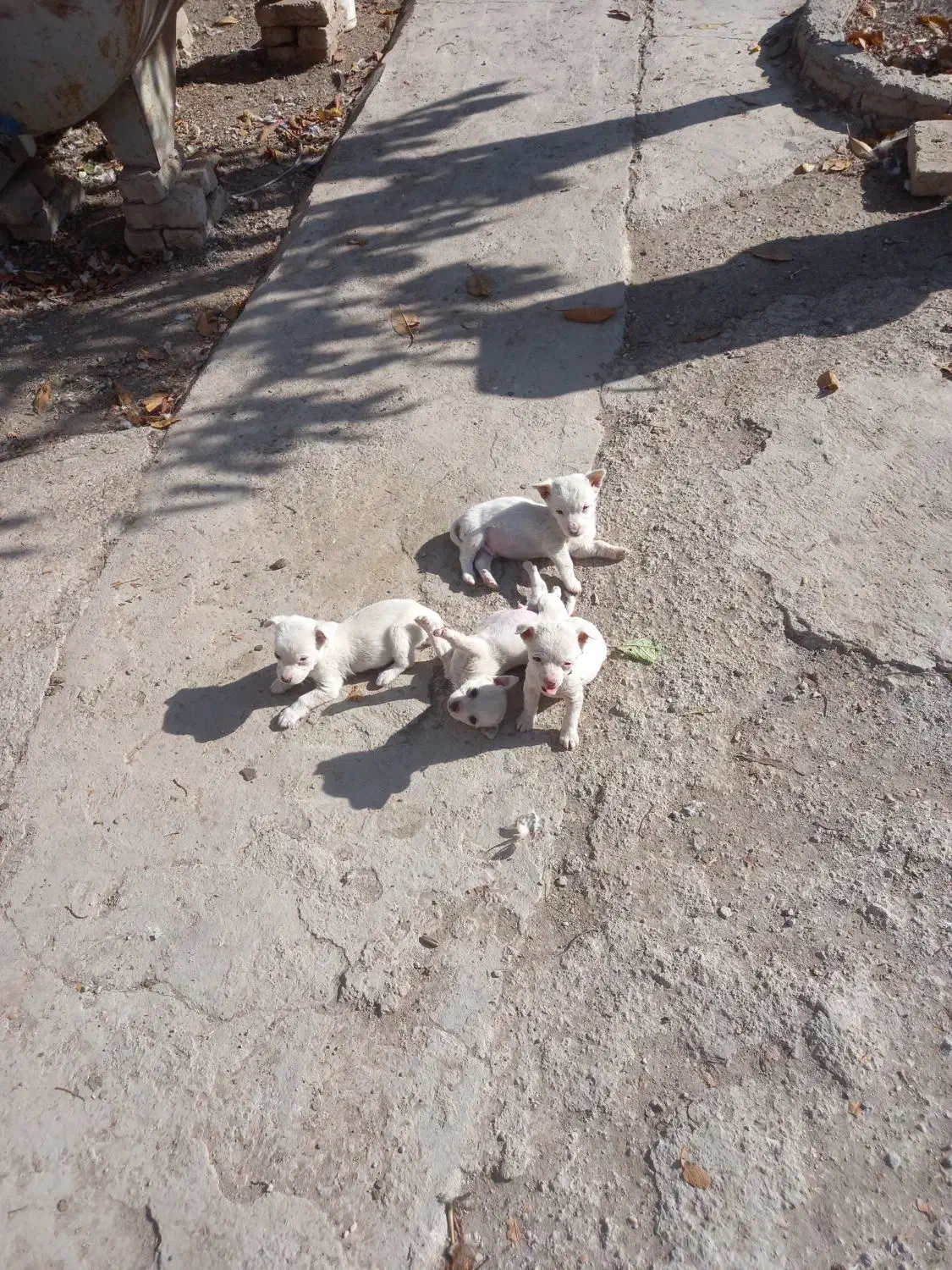 واگذاری توله ببی پاکوتاه ریز سفید خشگل|سگ|مشگین شهر, |دیوار