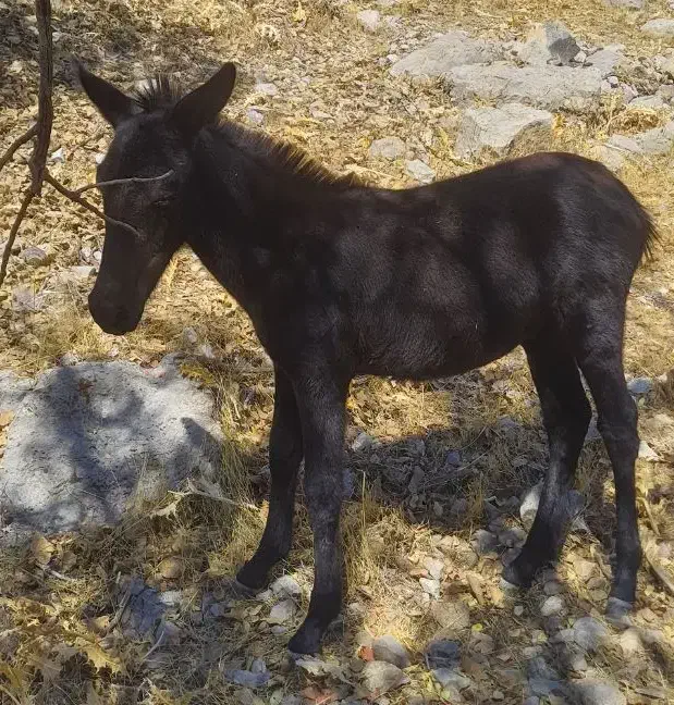 قاطر و مادیون|اسب و تجهیزات اسبسواری|یاسوج, |دیوار