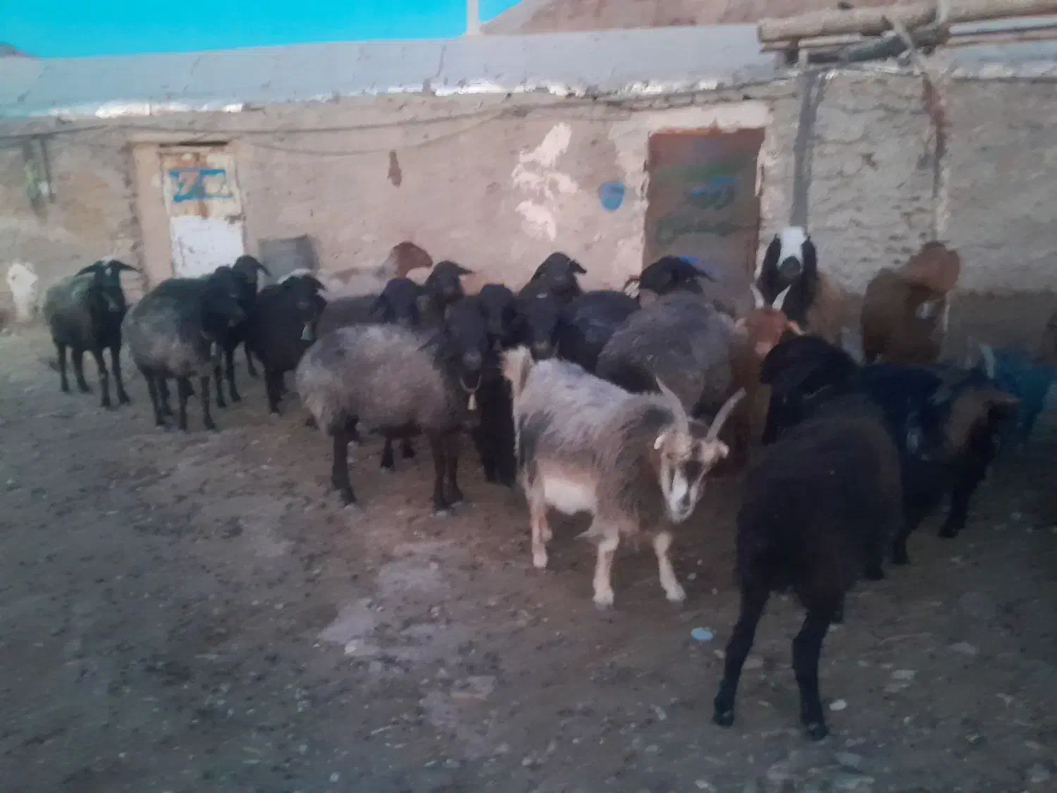 گوسفند|حیوانات مزرعه|سلفچگان, |دیوار