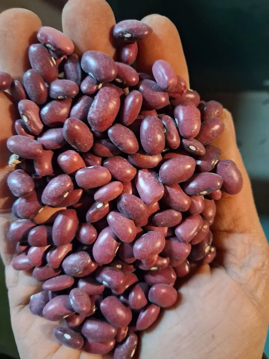 لوبیا قرمز|خوردنی و آشامیدنی|کرج, حسن آباد|دیوار