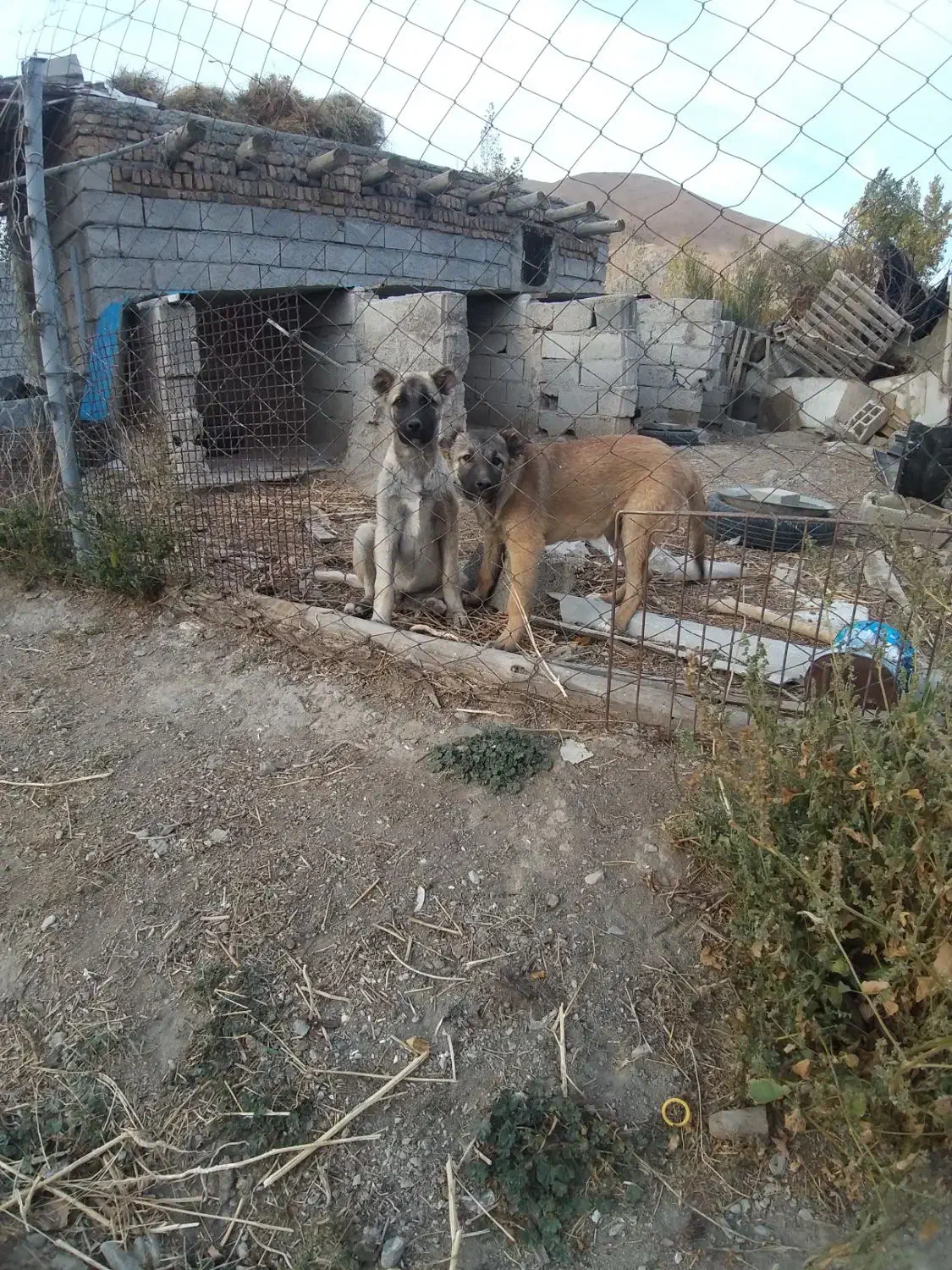 توله سرابی اصیل|سگ|بستان آباد, |دیوار