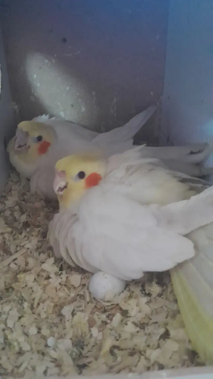 مرغ عروس|پرنده|کاشان, الغدیر|دیوار