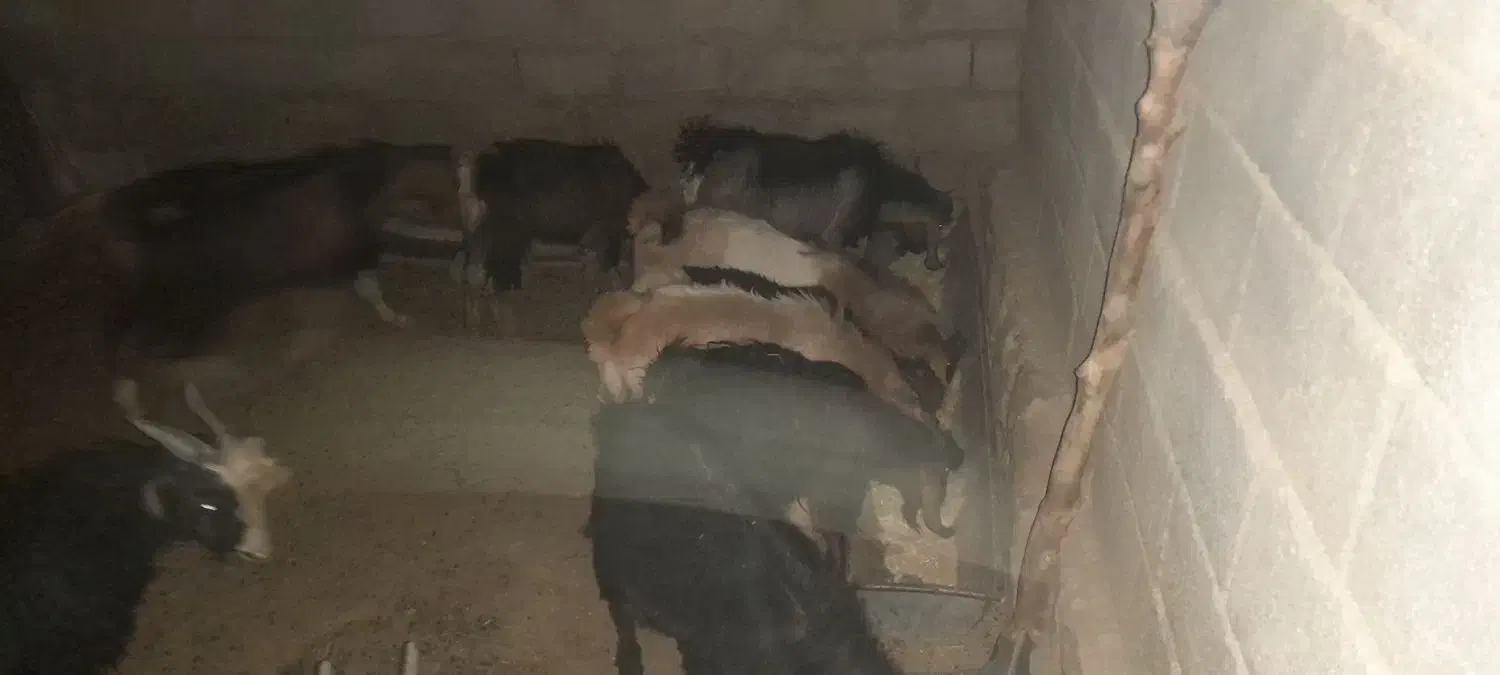 بزغاله|حیوانات مزرعه|چگنی, |دیوار