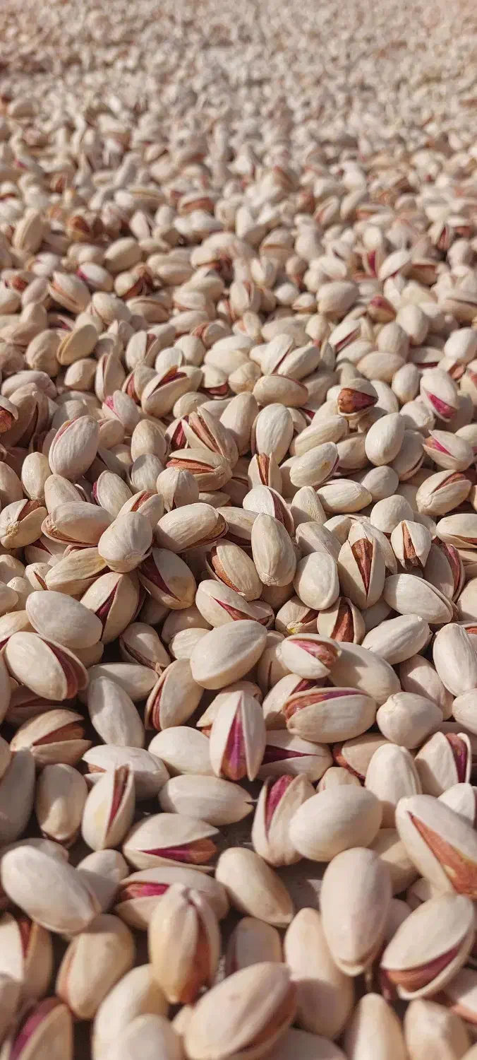 پسته امسالی|خوردنی و آشامیدنی|قم, زنبیل آباد|دیوار