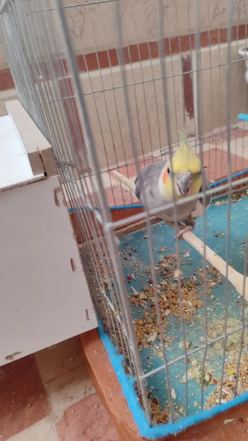 عروس هلندی نر|پرنده|رفسنجان, |دیوار