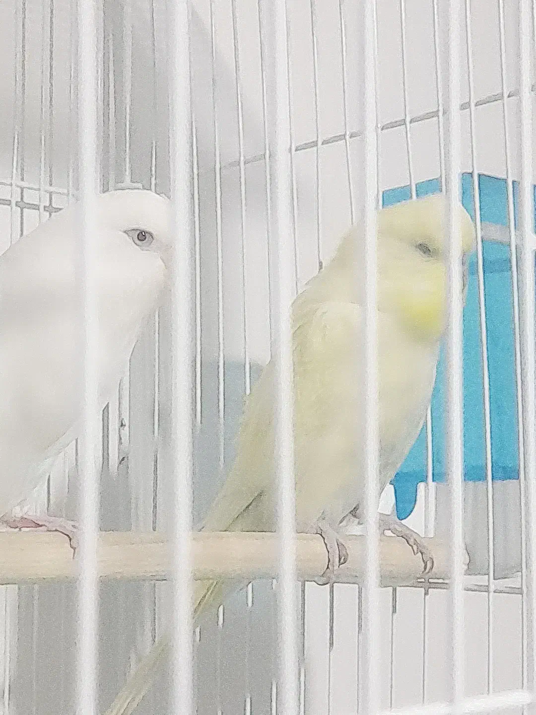 مرغ عشق انگلیسی|پرنده|پاکدشت, پاکدشت (مامازند)|دیوار