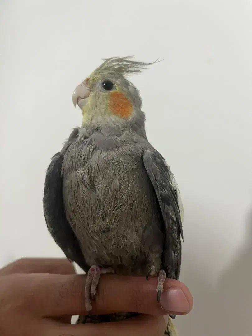 جوجه عروس هلندی|پرنده|پردیس, فاز ۸|دیوار