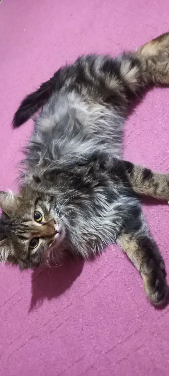 گربه|گربه|یزد, |دیوار