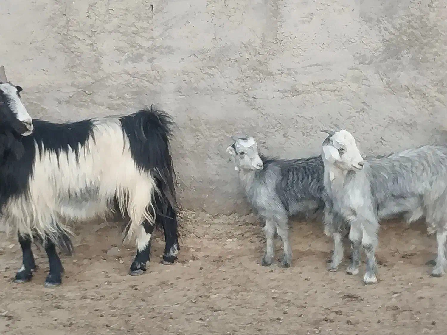 بزدوقولو زا|حیوانات مزرعه|ساوه, |دیوار