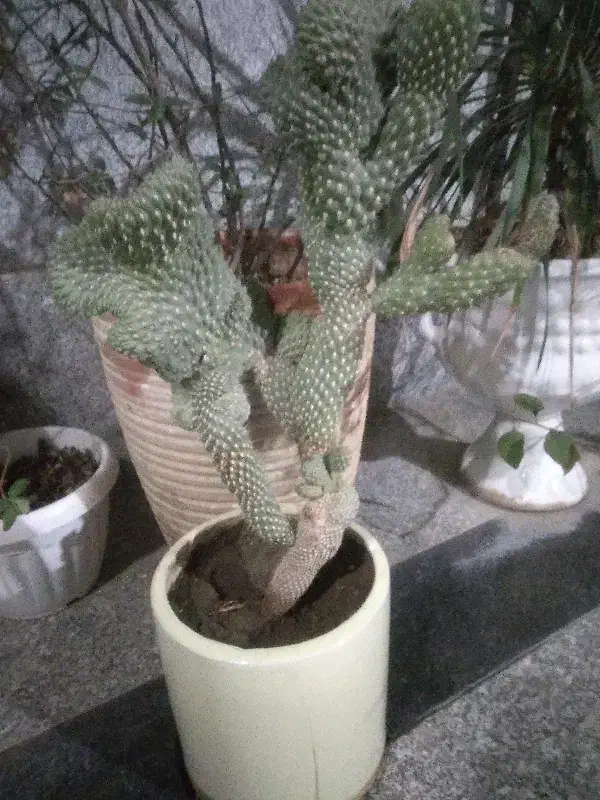 گل طبیعی|گل و گیاه طبیعی|قم, انسجام|دیوار