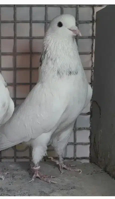 کفتر گمشده|پرنده|تهران, افسریه شمالی|دیوار