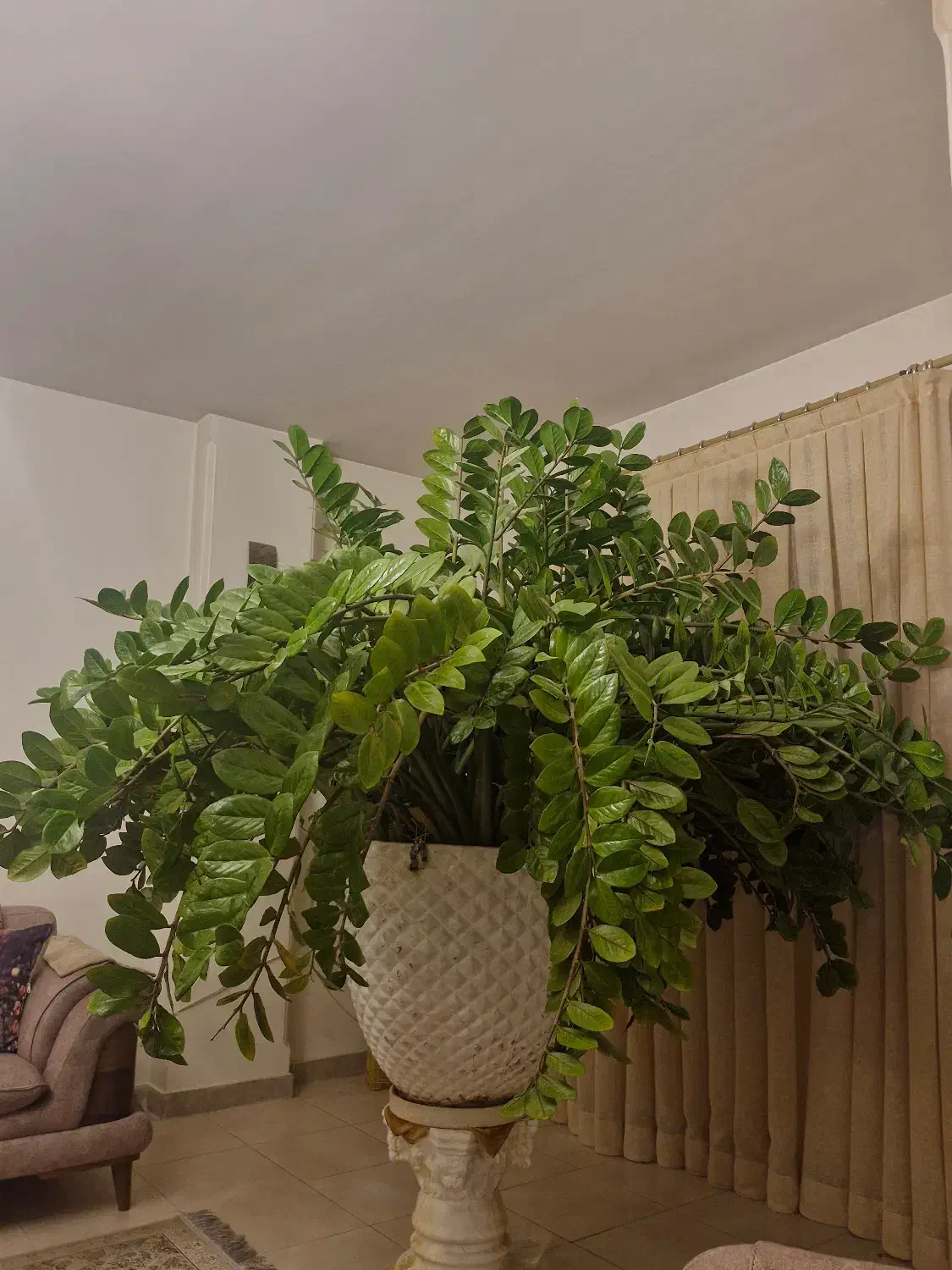 گلدان|گل و گیاه طبیعی|کاشان, فاز ۱ ناجی آباد|دیوار