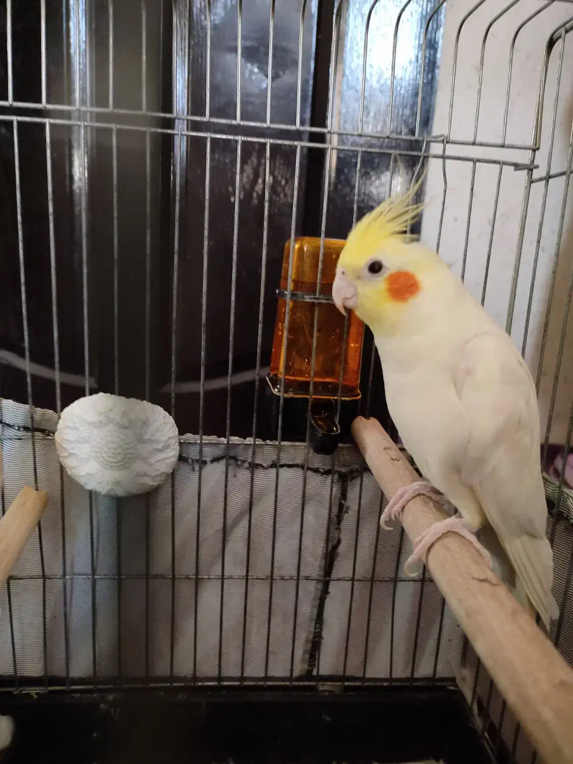 عروس هلندی|پرنده|بهارستان, |دیوار