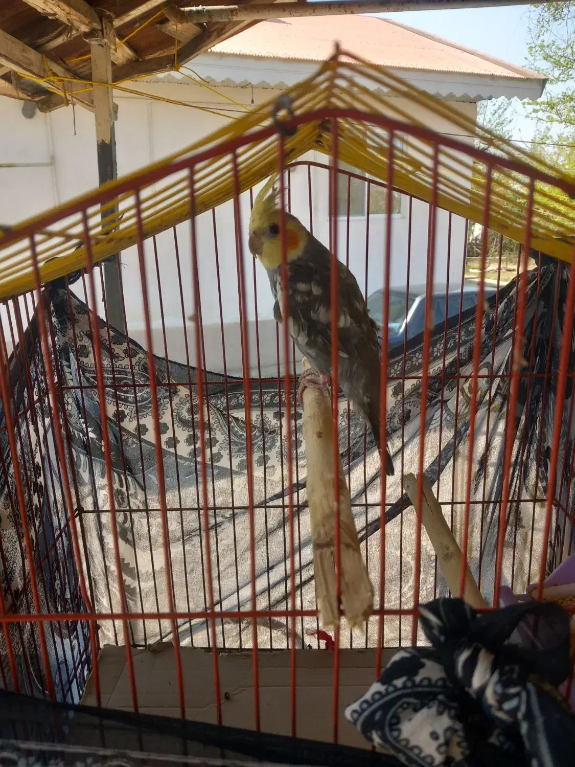 عروس هلندی|پرنده|لاهیجان, لفمجان|دیوار