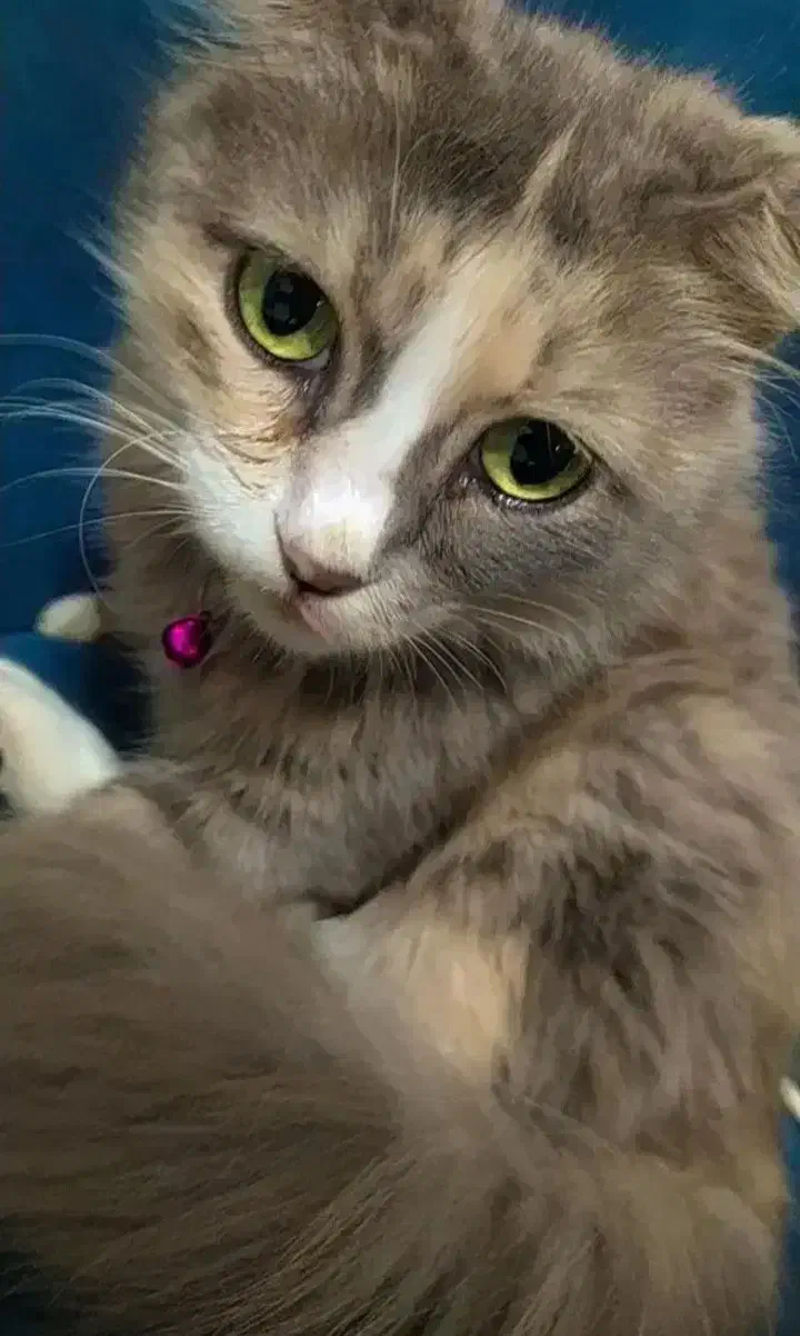 گربه ماده پرشین اسکاتیش|گربه|لنگرود, |دیوار