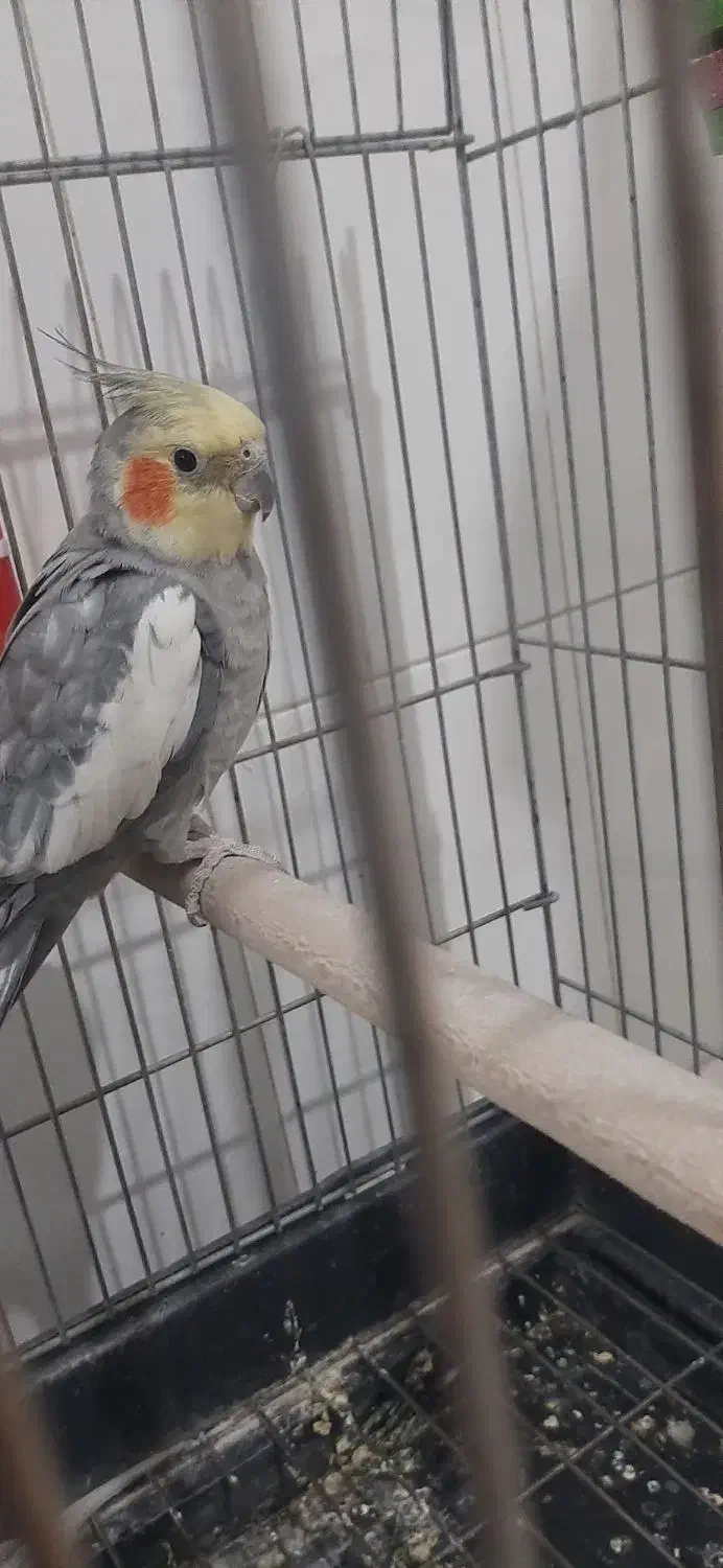 عروس هلندی نر ماده|پرنده|پاکدشت, پاکدشت (مامازند)|دیوار