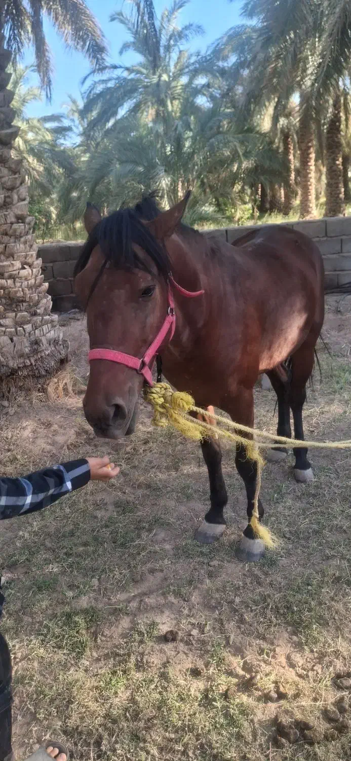 اسب نریون|اسب و تجهیزات اسبسواری|گنبکی, |دیوار