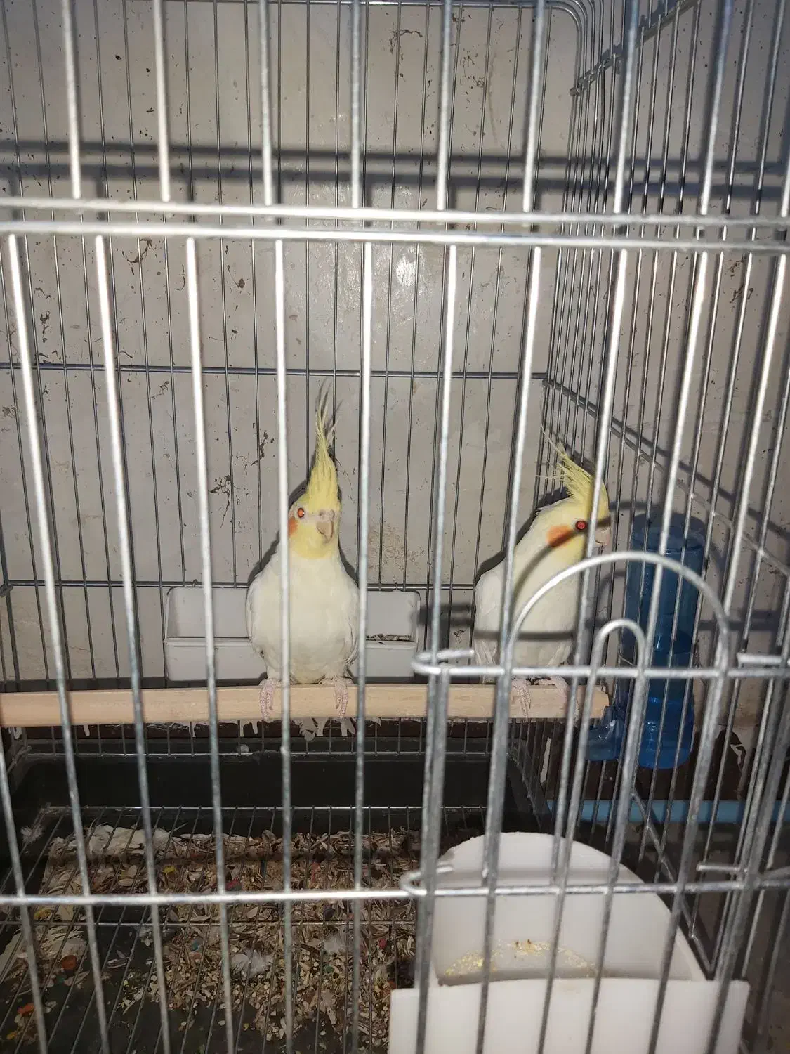 فروش تعدادی عروس هلندی لوتینو|پرنده|اهواز, پردیس|دیوار