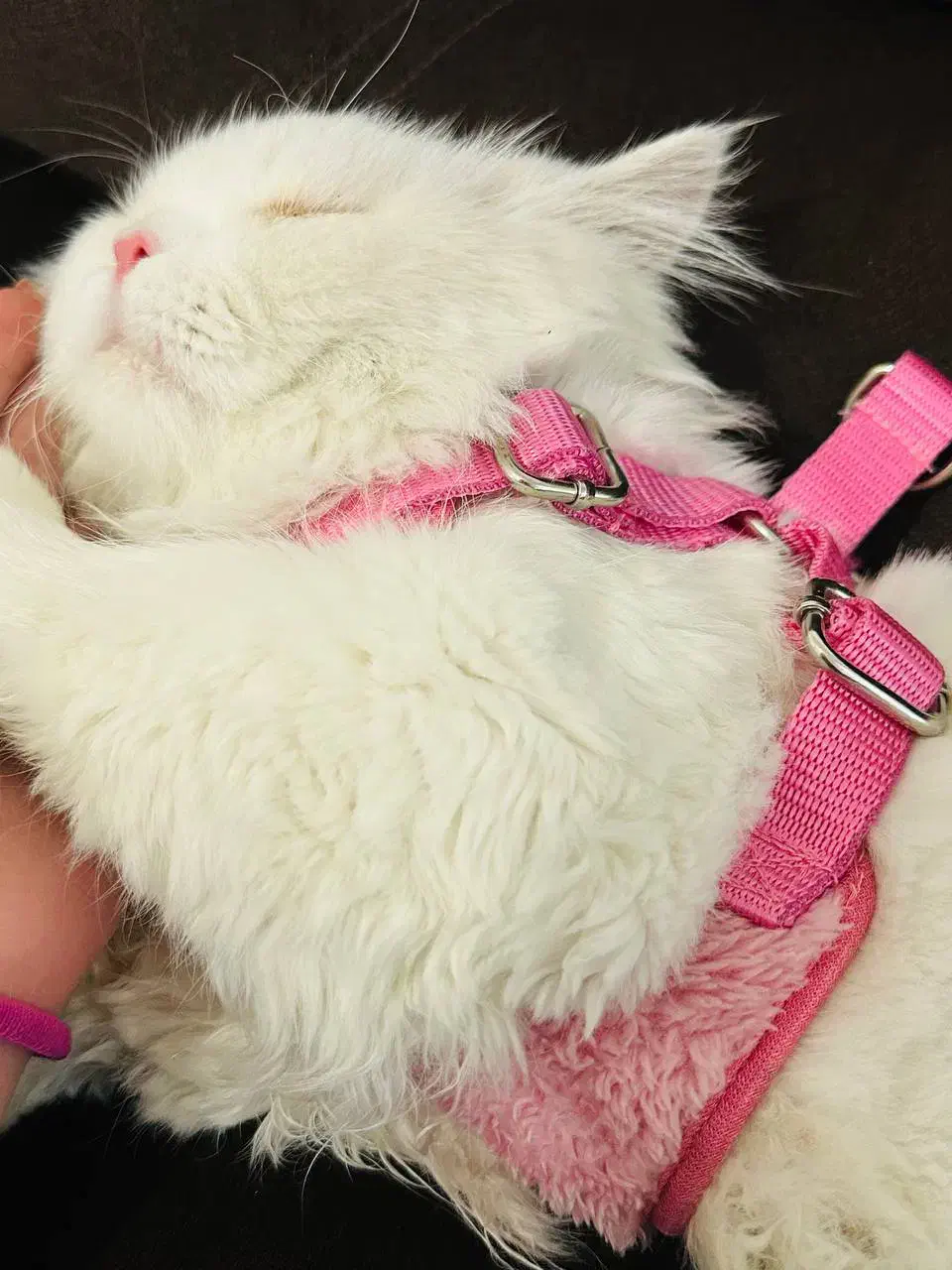 گربه پرشین نر|گربه|ایلام, |دیوار