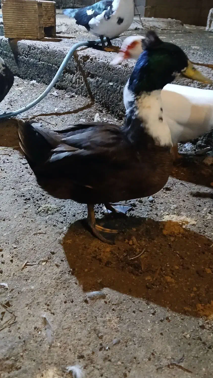 اردک کاکلی|حیوانات مزرعه|ماسال, |دیوار