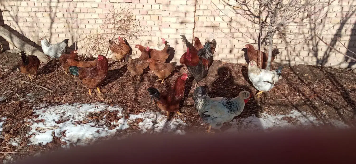 تعداد 16عددمرغ وخروس بفروش می رسد|حیوانات مزرعه|ورزقان, |دیوار