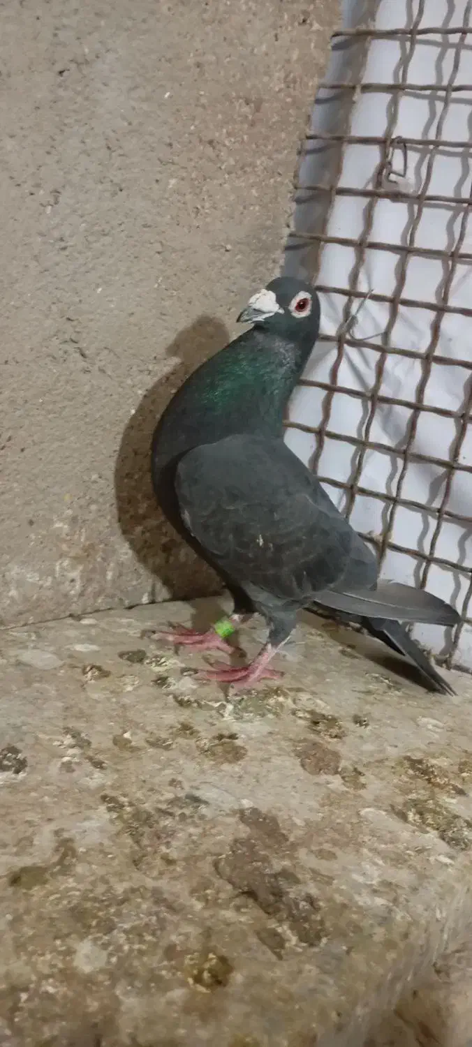 پلاکی|پرنده|خرمشهر, |دیوار