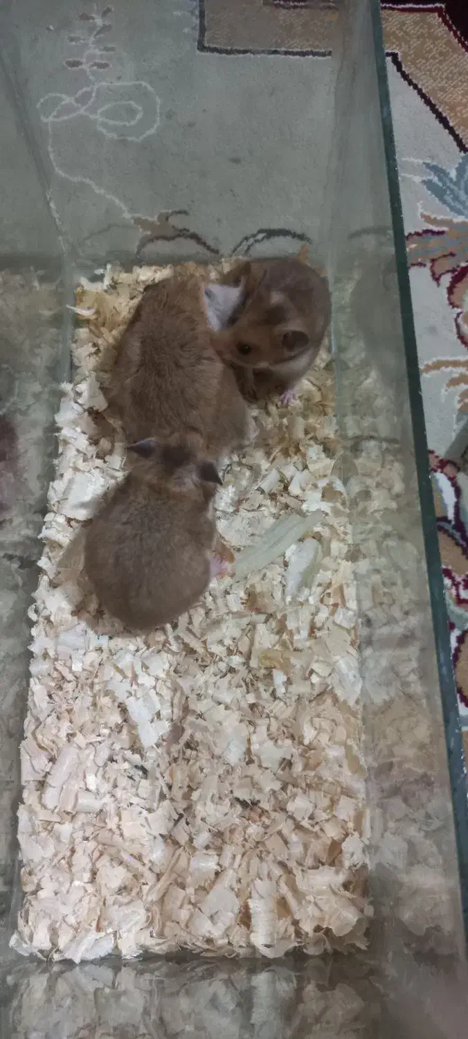 همس.تر|موش و خرگوش|اهواز, پردیس|دیوار