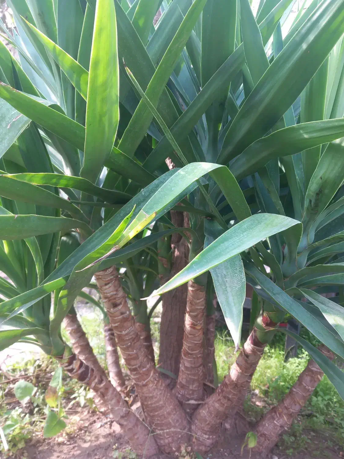 فروش درخت یوکا|گل و گیاه طبیعی|رودسر, |دیوار