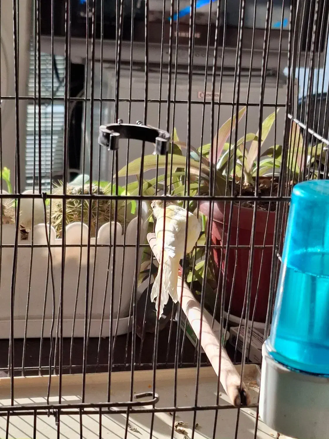 قناری نر|پرنده|مشکین‌دشت, |دیوار