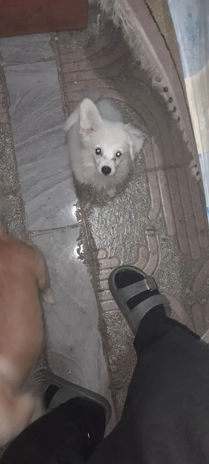 فروش توله پامر اشپیتز|سگ|لاهیجان, خمیر کلایه|دیوار
