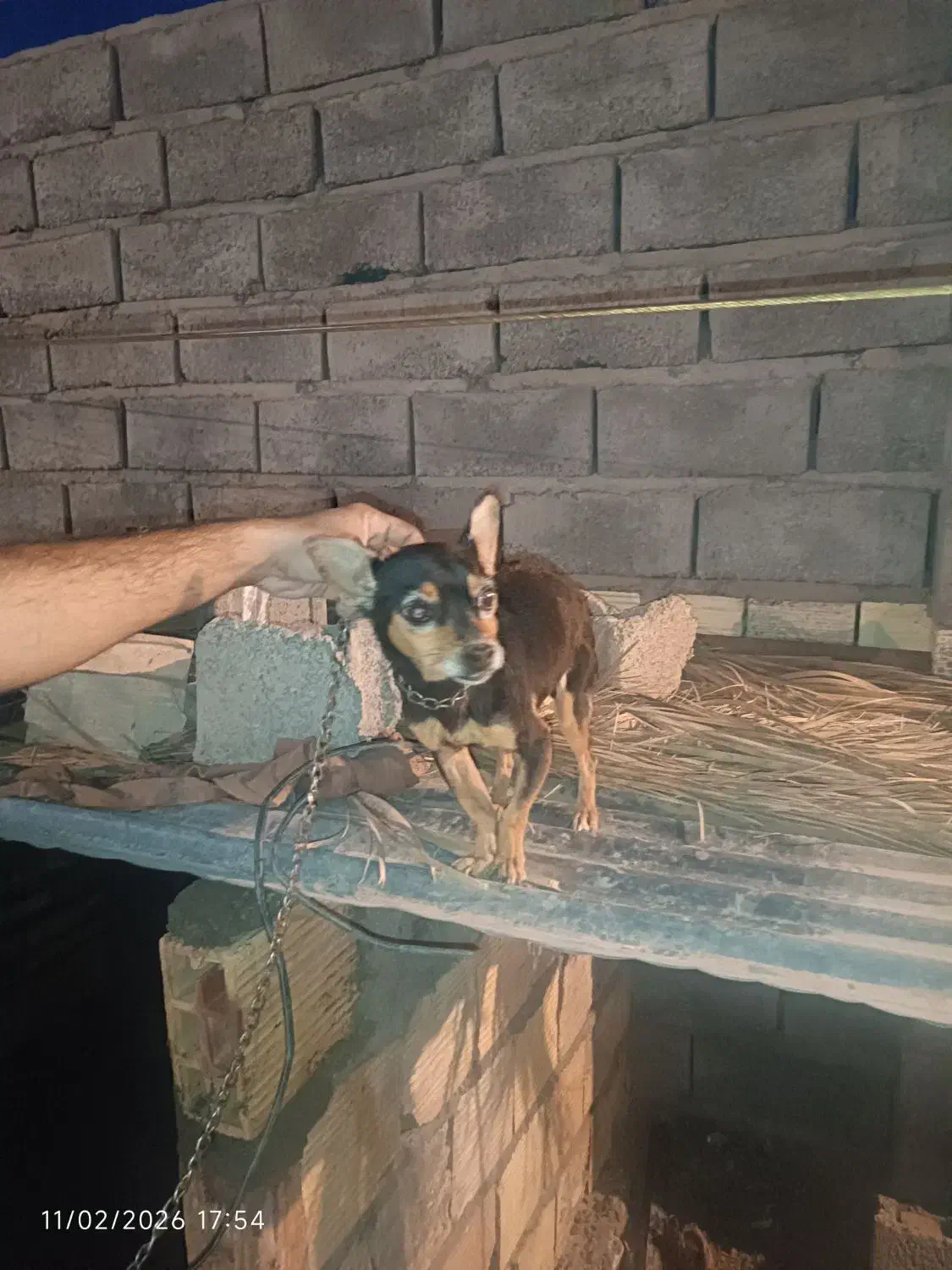 سگ پا کوتاه|سگ|بم, |دیوار