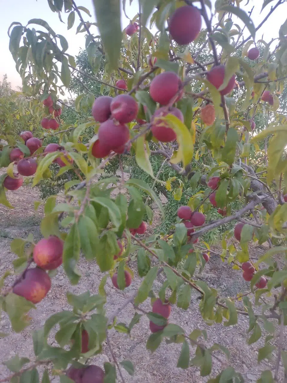 باغ آجیلی کانکس دار – pohled 6